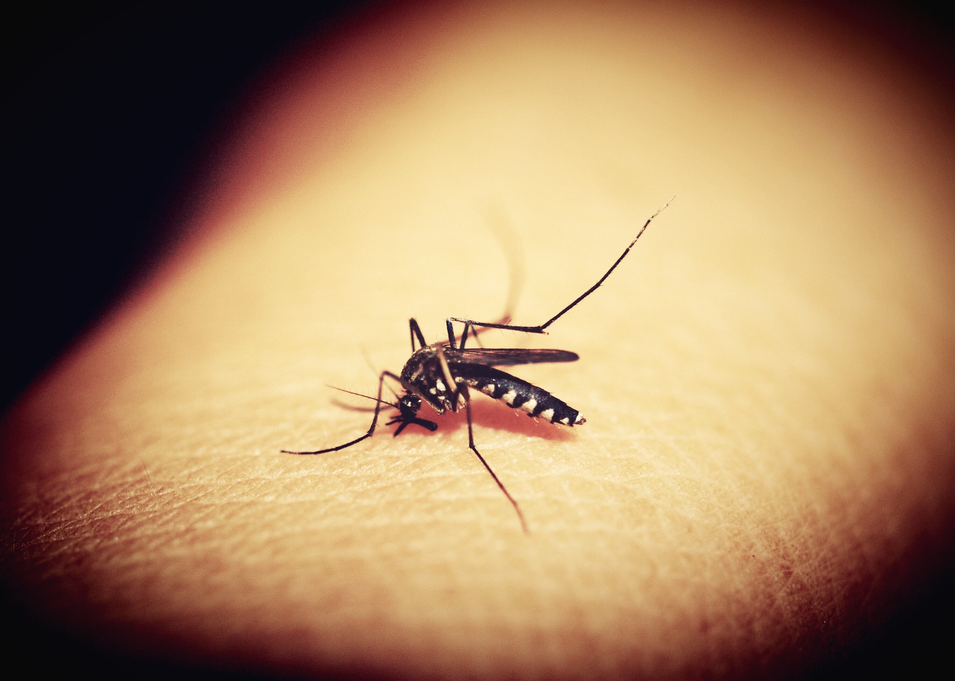 dengue fever cure treatment by infoworldwise.com 